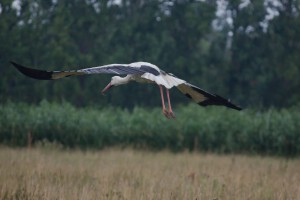 Storch_005